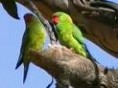 /album/lori-maly-little-lorikeet/lori-maly-2-jpg/